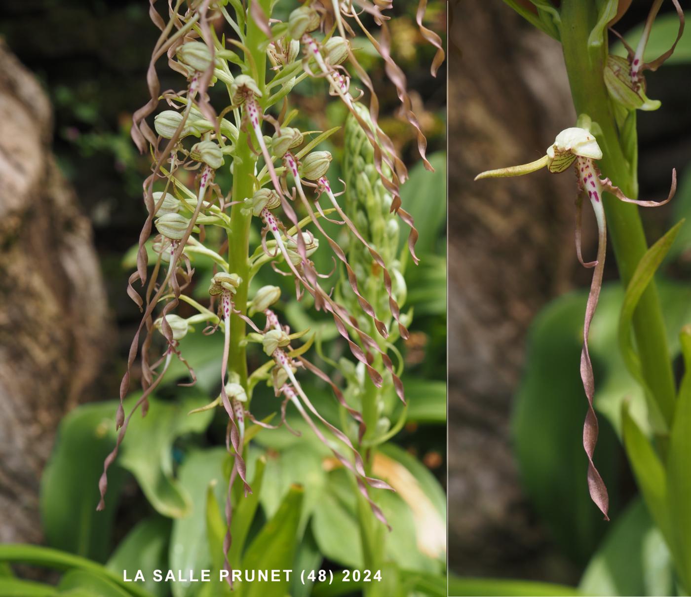 Orchid, Lizard flower